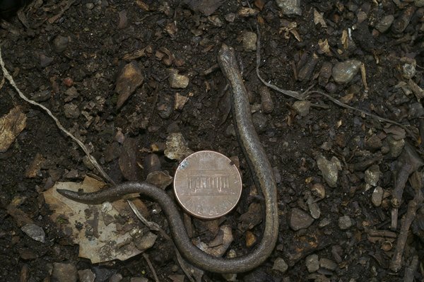 Différences principales entre les jeux indépendants et les jeux à gros budget